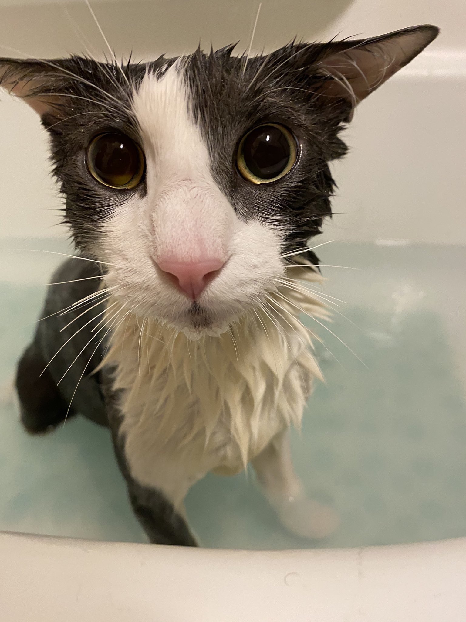 a picture of a wet cat inside a bathtub.